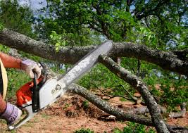 How Our Tree Care Process Works  in  Lake Odessa, MI