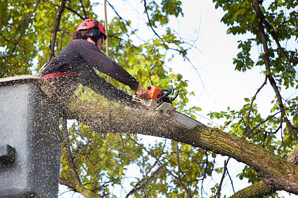 Best Tree and Shrub Care  in Lake Odessa, MI